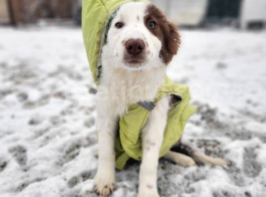 Kahve Beyaz Border Collie Bebek görsel