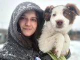 Kahve beyaz Border Collie Bebek