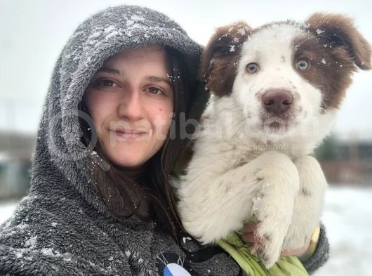Kahve Beyaz Border Collie Bebek