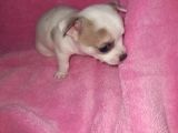 Mini Chihuahua