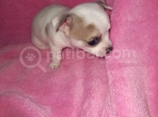 Mini Chihuahua görsel