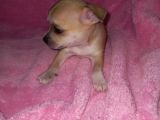 Mini Chihuahua