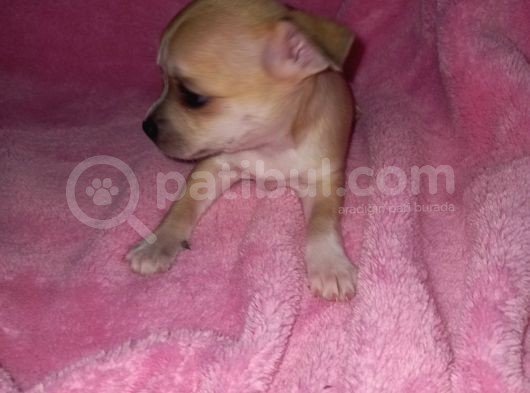 Mini Chihuahua görsel