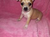 Mini Chihuahua