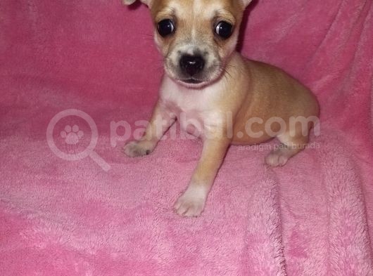 Mini Chihuahua görsel