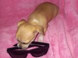 Mini Chihuahua