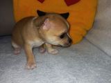 Mini Chihuahua