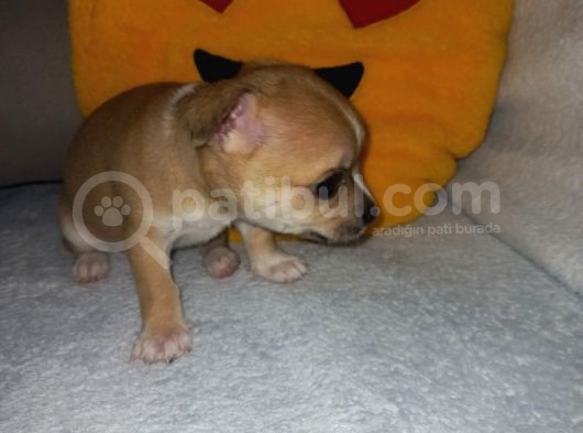 Mini Chihuahua görsel