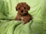 Toy poodle Yavru (Bursa Köpek Okulu)