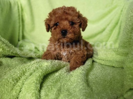 Toy Poodle Yavru (Bursa Köpek Okulu)