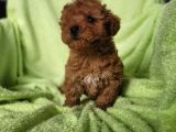 Toy Poodle Yavru (Bursa Köpek Okulu)