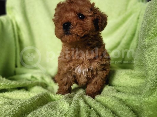 Toy Poodle Yavru (Bursa Köpek Okulu) görsel