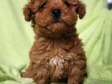 Toy Poodle Yavru (Bursa Köpek Okulu)