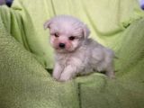 Maltese Yavrular (Bursa Köpek Okulu)