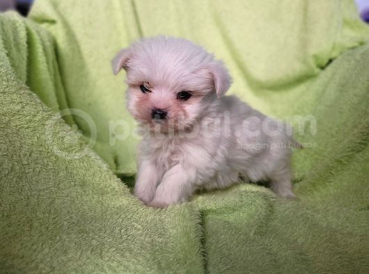 Maltese Yavrular (Bursa Köpek Okulu) görsel