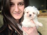 Maltese Yavrular (Bursa Köpek Okulu)