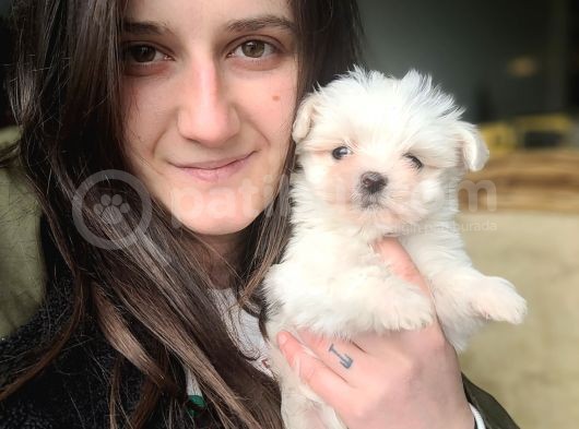 Maltese Yavrular (Bursa Köpek Okulu) görsel