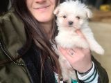 Maltese Yavrular (Bursa Köpek Okulu)