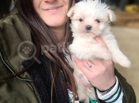 Maltese Yavrular (Bursa Köpek Okulu)