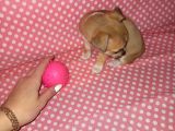 Mini Chihuahua