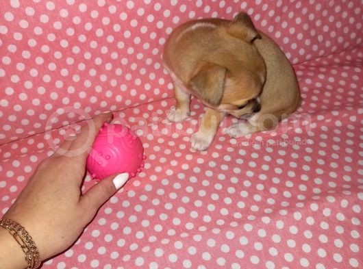 Mini Chihuahua görsel
