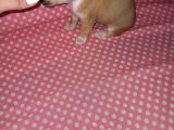Mini Chihuahua