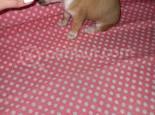 Mini Chihuahua görsel