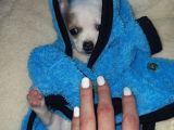 Mini Chihuahua