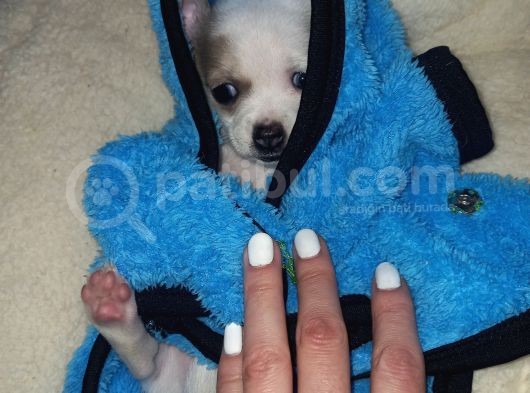 Mini Chihuahua görsel