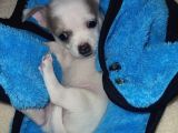 Mini chihuahua