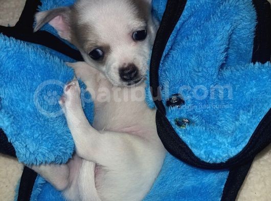 Mini Chihuahua
