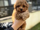 Toy Poodle Aşili Red Brown Yavrumuz
