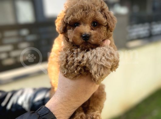 Toy Poodle Aşili Red Brown Yavrumuz görsel