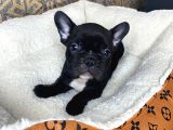 French Bulldog Yavrular Aşılı Eğitimli