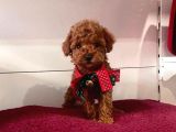 Tatli Tadinda Toy Poodle Yavrulari