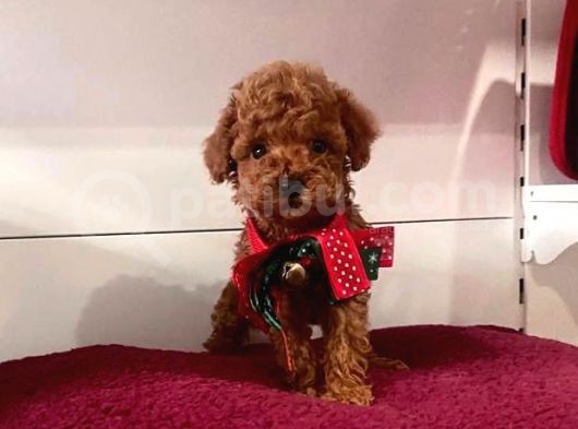 Tatli Tadinda Toy Poodle Yavrulari görsel
