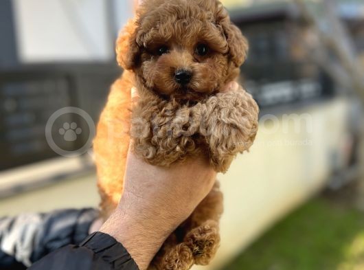 Toy Poodle Aşili Red Brown Yavrumuz görsel