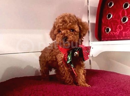 Tatli Tadinda Toy Poodle Yavrulari görsel