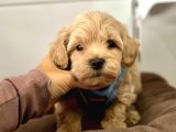 Tatli Tadinda Malti̇poo Yavrulari