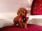 Tatli Tadinda Toy Poodle Yavrulari