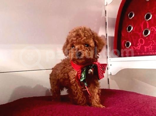 Tatli Tadinda Toy Poodle Yavrulari görsel