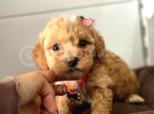 Tatli Tadinda Malti̇poo Yavrulari