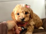 Tatli Tadinda Malti̇poo Yavrulari