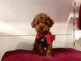 TATLI TADINDA TOY POODLE YAVRULARI