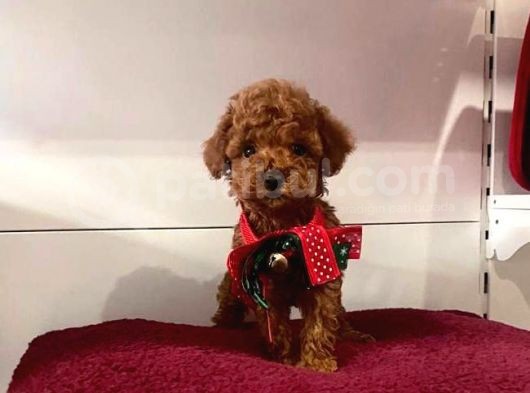 Tatli Tadinda Toy Poodle Yavrulari