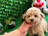 ORJİNAL TOY POODLE DİŞİ YAVRUMUZ