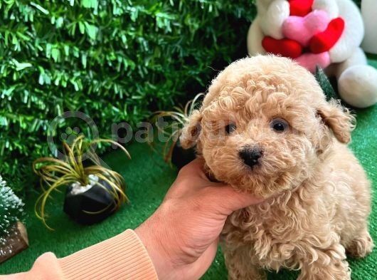 Orji̇nal Toy Poodle Di̇şi̇ Yavrumuz