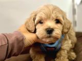Tatli Tadinda Malti̇poo Yavrulari