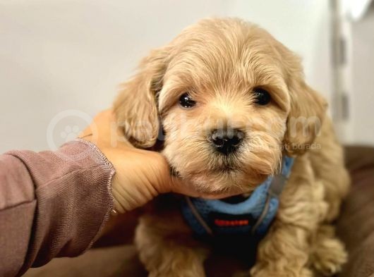 Tatli Tadinda Malti̇poo Yavrulari görsel