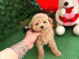 Orji̇nal Toy Poodle Di̇şi̇ Yavrumuz